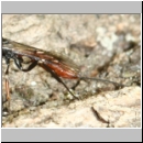 Xorides filiformis - Schlupfwespe - w01c 13mm - OS-Hasbergen Holzlagerplatz auf Eiche det06.jpg